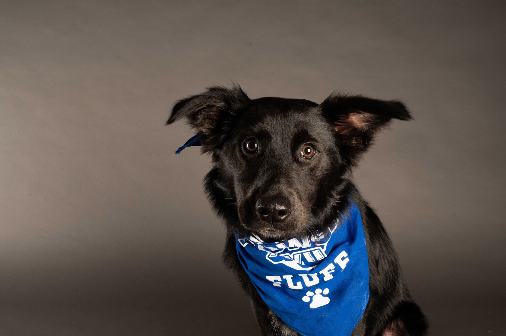 PUPPY BOWL XVII